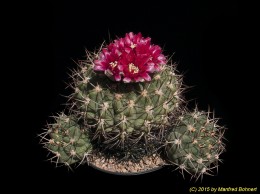 Gymnocalycium carminanthum 144